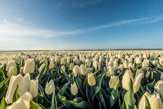 Hipnotyzujący wysoki kąt strzału na białym polu tulipanów w słońcu