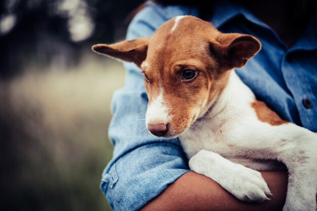 Hipster uśmiech cieszyć się gry z jej puppy w polu latem, rocznik filtra tonu.