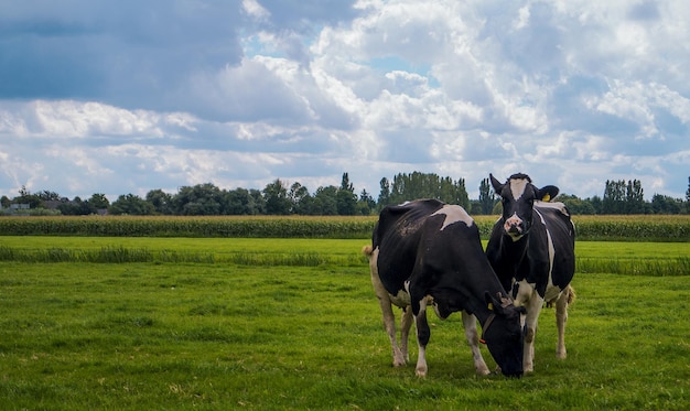 Holenderskie krowy pasące się na polu pokrytym zielenią pod błękitnym pochmurnym niebem
