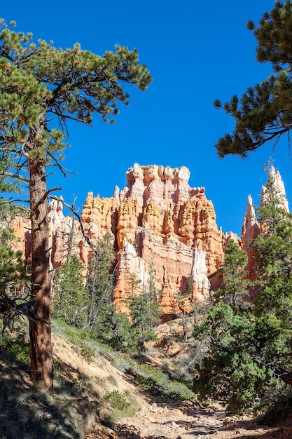 Hoodoos na Mossy Creek Trail w Bryce Canyon