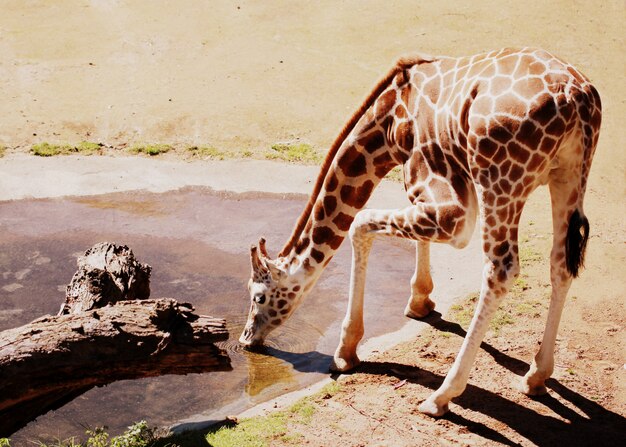 Horyzontalny strzał żyrafy woda pitna w Afrykańskiej zagrodzie dla zwierząt