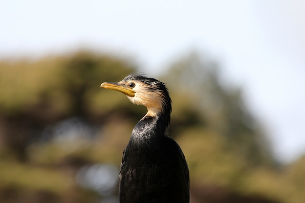 Horyzontalny Zbliżenie Strzał Odosobniony Czarny Czubaty Kormoran Na Zamazanym Tle