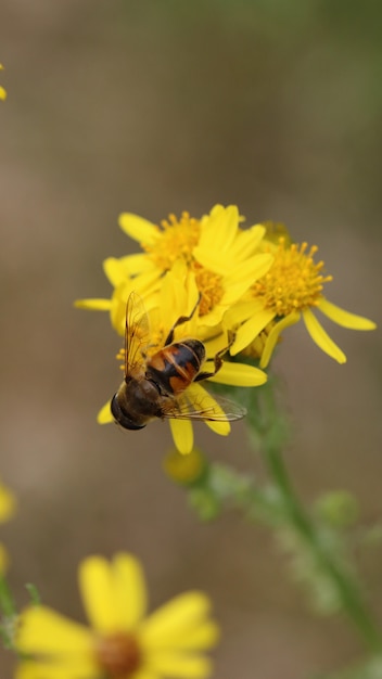 Hoverfly na żółtym kwiacie