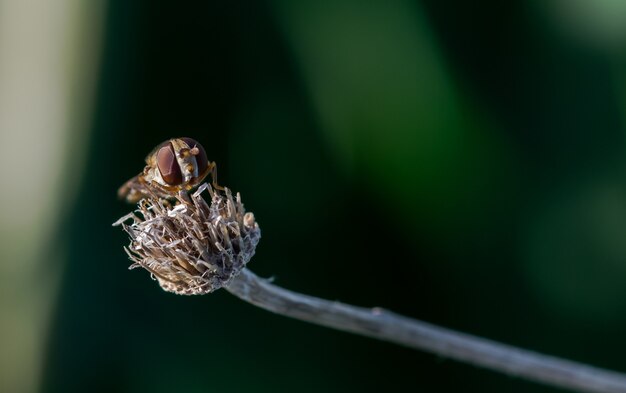 Hoverfly spoczywa na suchym kwiecie na niewyraźne