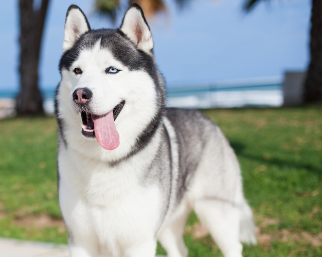 Husky rasy pies z wywieszonym językiem