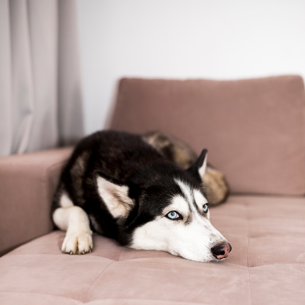 Husky relaksujący na kanapie