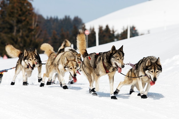 Husky wyścig w alpejskich górach zimą