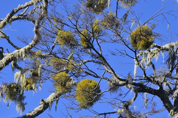 I piękna flora Patagonii w ciągu dnia