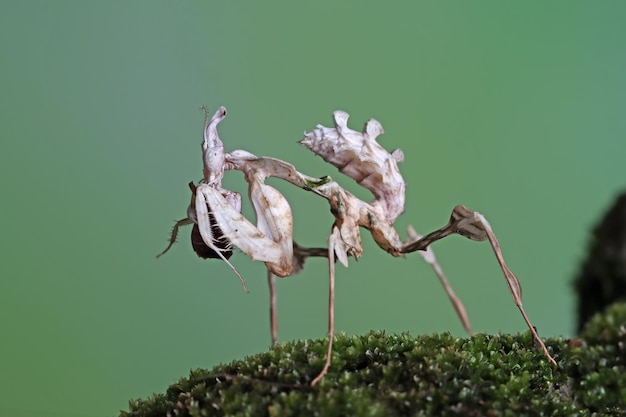 Idolomantis diabolica je świerszcze Idolomantis diabolica zbliżenie