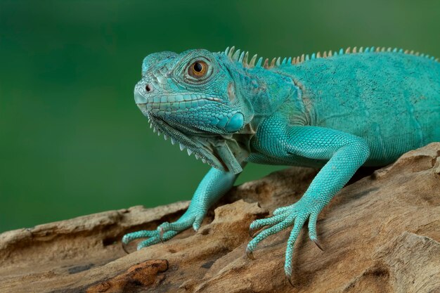 Iguana niebieski zbliżenie na gałęzi