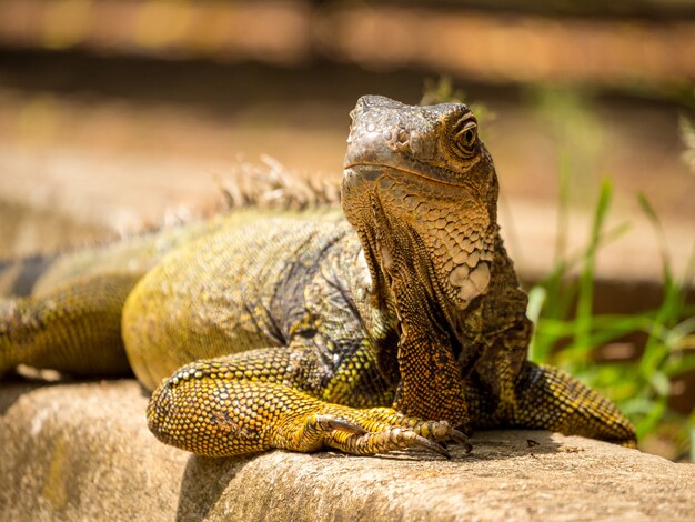 Iguana wpatrująca się w ogród