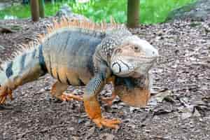 Bezpłatne zdjęcie iguana zielona wpatrująca się w suchą ziemię