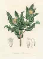 Bezpłatne zdjęcie ilustracja świętego oset (centaurea benedicta) z botaniki medycznej (1836)
