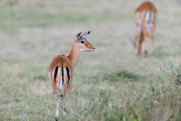 Impala na sawannie w Parku Narodowym Afryki, Kenia