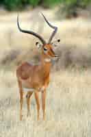 Bezpłatne zdjęcie impala na sawannie