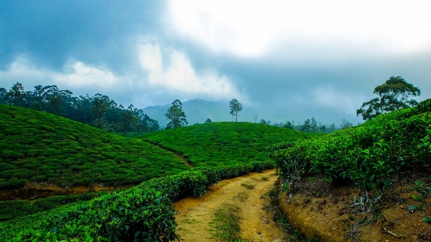 Indie las wzgórzu stacji mgła kawy
