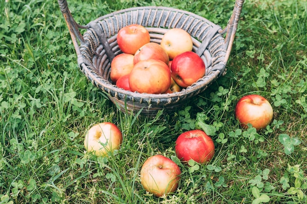 Bezpłatne zdjęcie jabłka leżące w pobliżu kosza