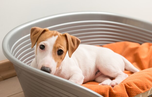 Jack Russell Terrier leżącego na łóżku dla psów