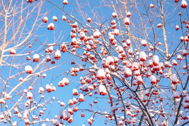 Jagody jarzębiny na gałęzi drzewa zimą, selektywne skupienie