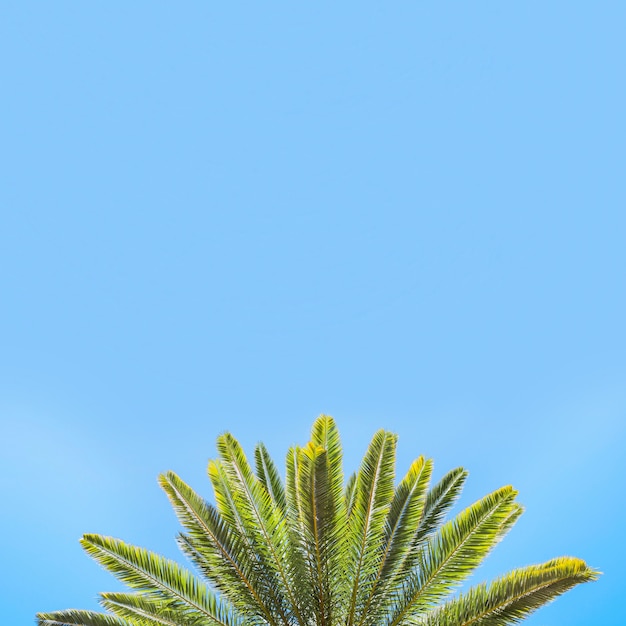 Bezpłatne zdjęcie jasne liście palmy