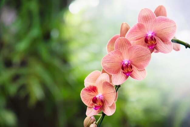 Jasnopomarańczowa orchidea z zielonym liściem, piękny kwiat natury