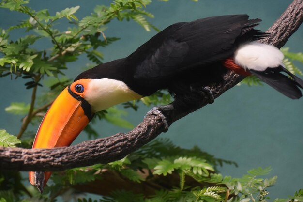 Jasny kolorowy ptak Tukan zrównoważony na gałęzi drzewa.
