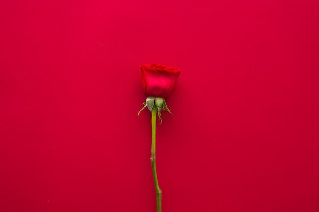 Jasny kwiat róży na stole