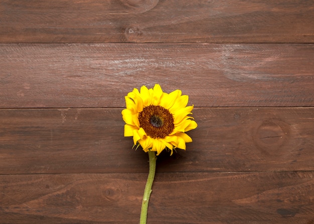 Jasny słonecznik na drewniane tła