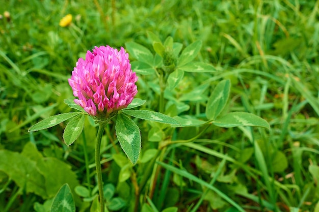 Jeden mały fioletowy kwiat koniczyny na zbliżenie zielonej łąki