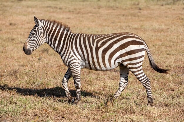 Jedna zebra na łąkach, w Afryce, Kenii