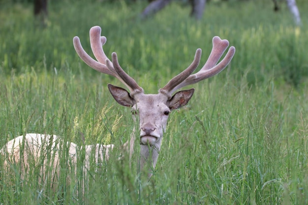 Bezpłatne zdjęcie jeleń na łące schowany w zielonej trawie
