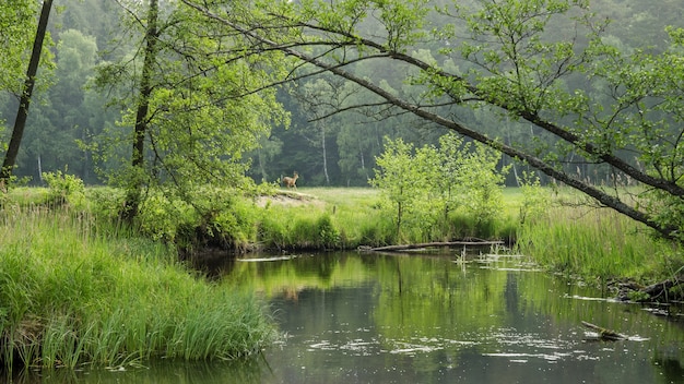 Jeleń na polu nad zatoką jeziora w lesie