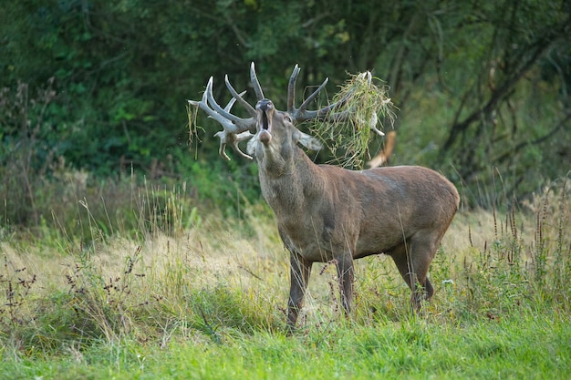 Jeleń na zielonym tle podczas rykowiska jeleni w naturalnym środowisku