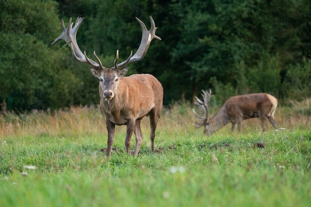 Jeleń na zielonym tle podczas rykowiska jeleni w naturalnym środowisku