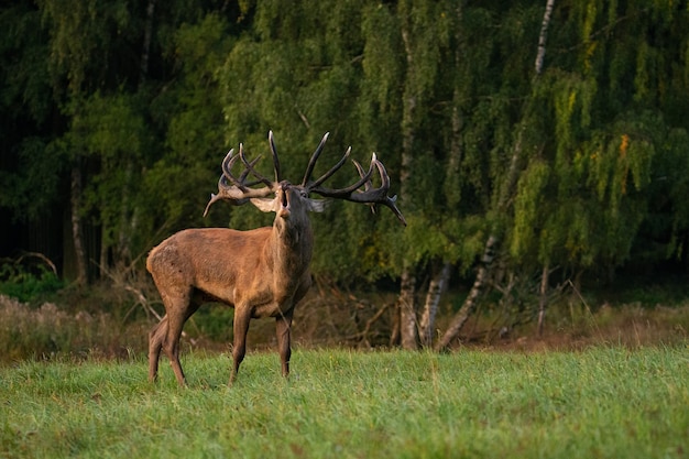 Jeleń na zielonym tle podczas rykowiska jeleni w naturalnym środowisku