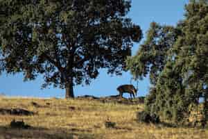 Bezpłatne zdjęcie jeleń w parku narodowym monfrague, estremadura, hiszpania