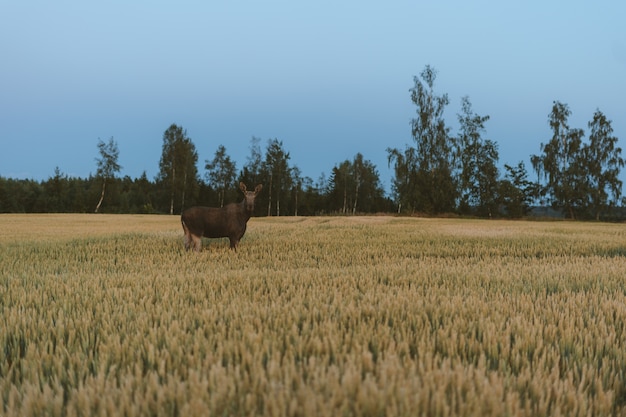Jeleń w trawiastym polu otoczonym zielenią w Norwegii