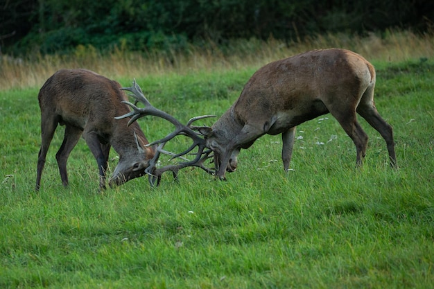 Jeleń wieje na zielonej trawie podczas rykowiska jeleni w naturalnym środowisku Republiki Czeskiej.