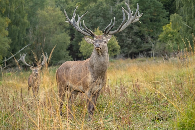 Jeleń wieje na zielonej trawie podczas rykowiska jeleni w naturalnym środowisku