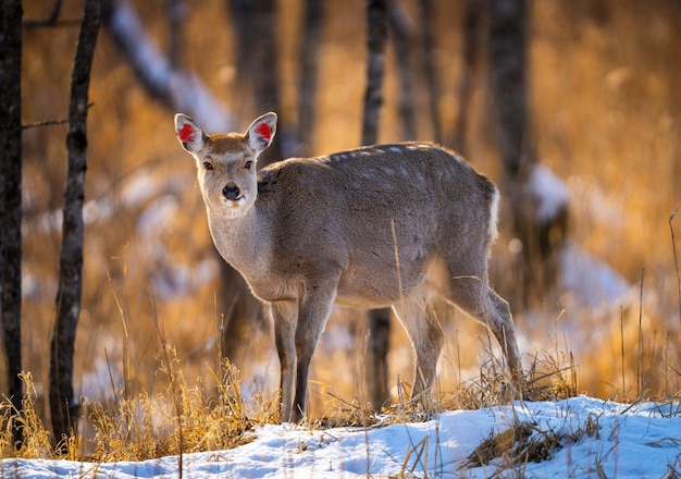 Bezpłatne zdjęcie jeleń wirginijski w zaśnieżonym lesie polnym