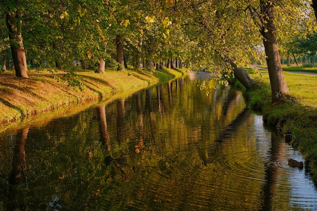 Bezpłatne zdjęcie jesień, spokojna rzeka w parku otoczonym starymi lipami. jesienny ciepły wieczór, kaczki pływają w stawie, selektywne skupienie, spacery po miejskim parku