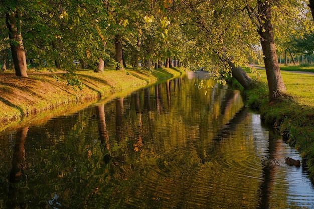 Jesień, spokojna rzeka w parku otoczonym starymi lipami. Jesienny ciepły wieczór, kaczki pływają w stawie, selektywne skupienie, spacery po miejskim parku