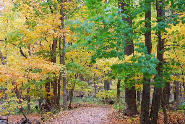 Jesień Trail