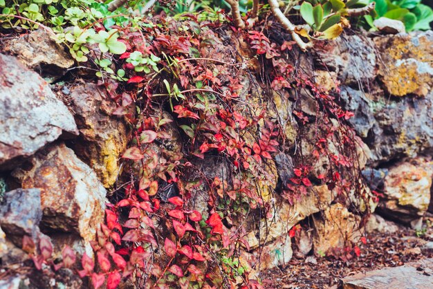 Jesienią czerwony liści na ścianie kamienia Wspinaczka winorośli roślin