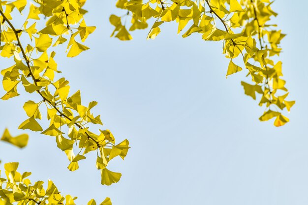 Jesienią sezonowych złotych liści tapety
