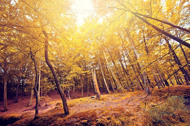 Jesienią w lesie.