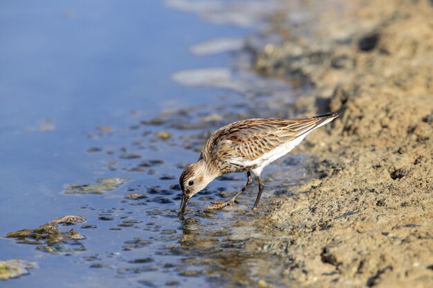 Jesienna migrująca dorosła Dunlin Calidris alpina