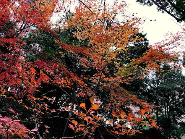 Jesienne czerwone liście Natura Krajobraz