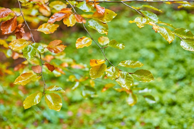 Jesienne drzewo z żółtymi jesiennymi liśćmi