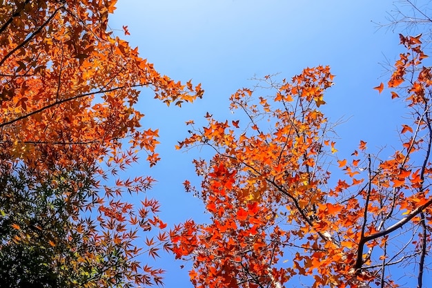 Jesienny krajobraz z drzew w ciepłych kolorach